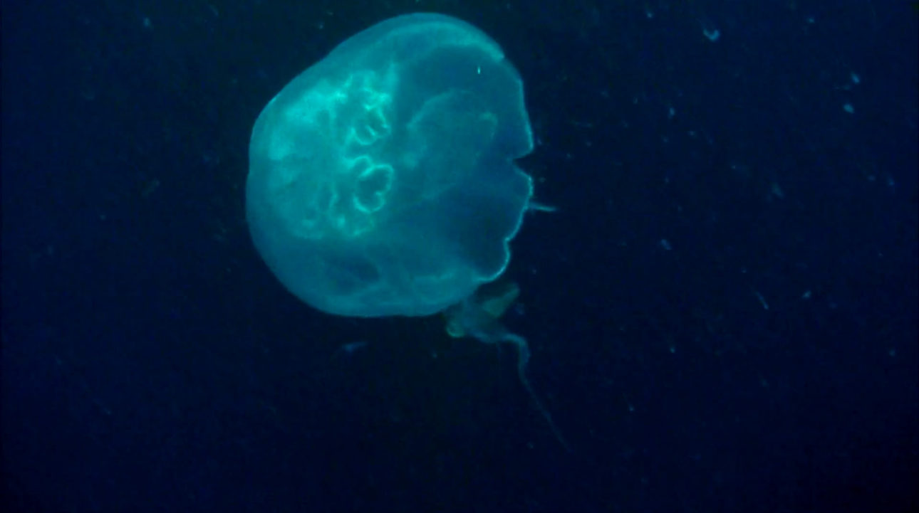 marina_roy_min_intel_00009